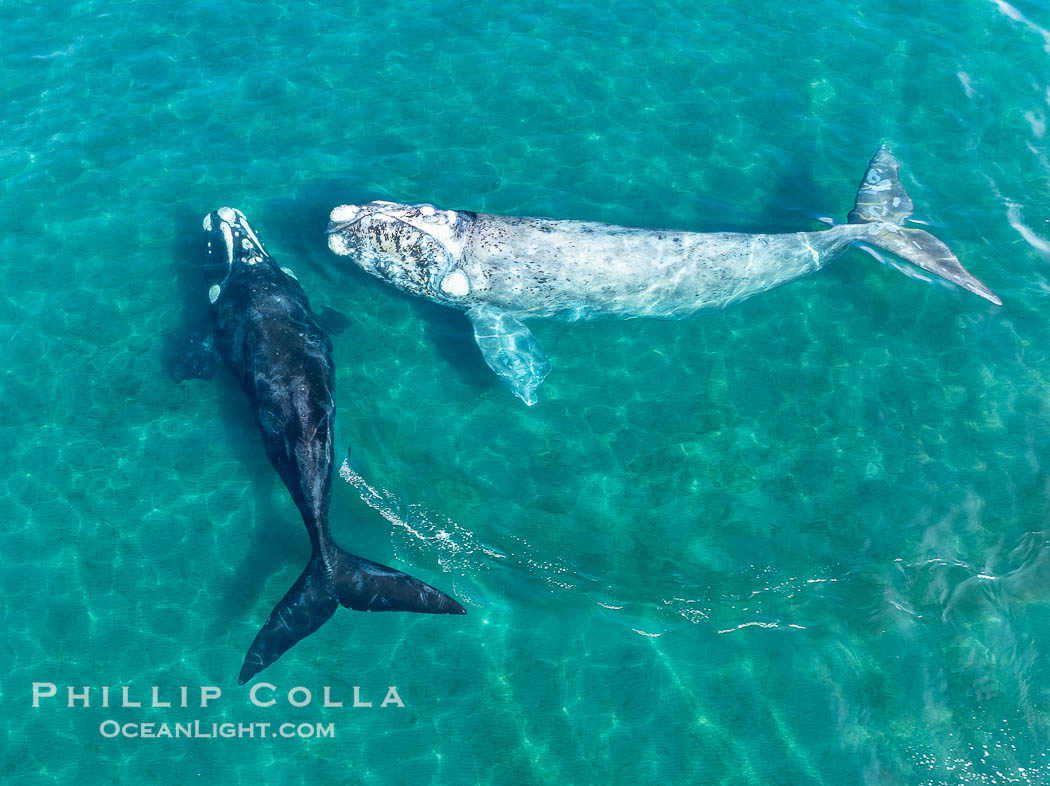 Courting Pair of Southern Right Whales, Aerial Photo. By permission of the Government of Argentina, Chubut, permit # 51 / 2025-SsCyA. Puerto Piramides, Eubalaena australis, natural history stock photograph, photo id 41213