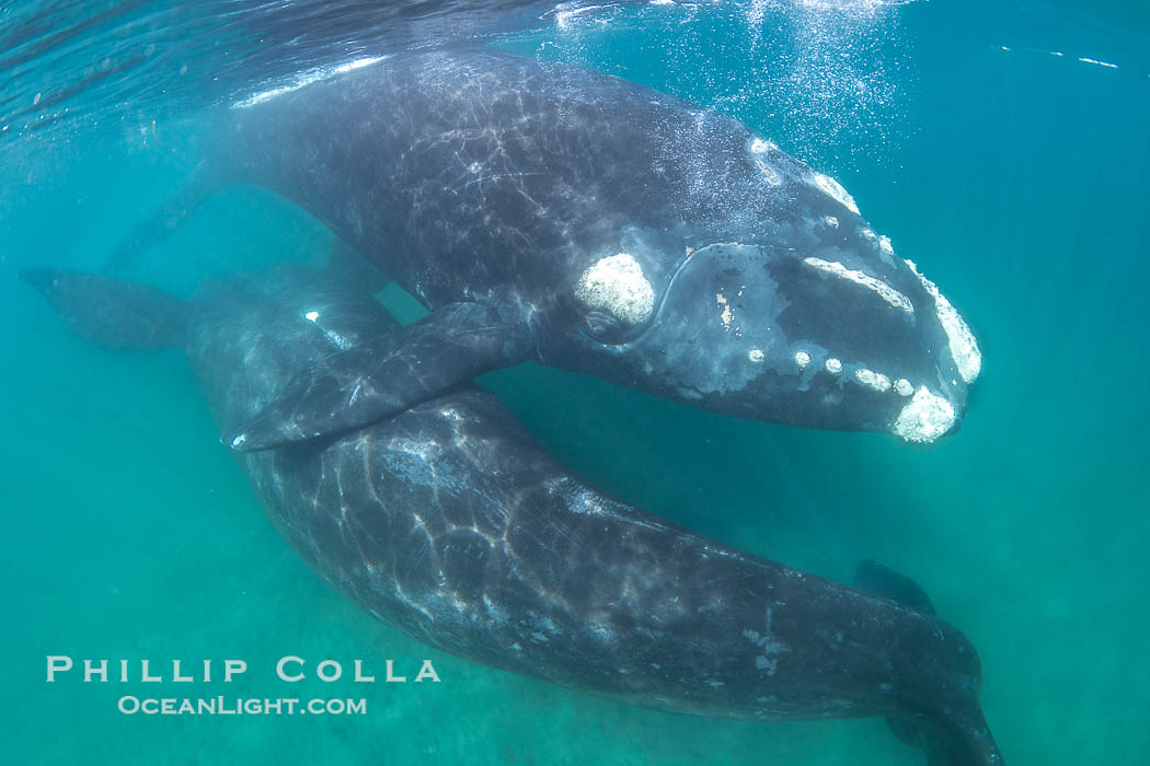 Courting pair of southern right whales underwater, Eubalaena australis. In this image, the male is below and inverted (belly up) and the female is at the surface. While the posture in this photo isn't quite mating, it is a courting behavior that often precedes mating. Puerto Piramides, Chubut, Argentina, Eubalaena australis, natural history stock photograph, photo id 38294