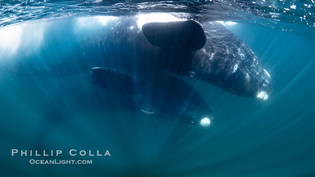 Courting pair of southern right whales underwater, Eubalaena australis. While the posture in this photo isn't quite mating, it is a courting behavior that often precedes mating.  The male is below, upside down and trying to access the female belly-to-belly. However, the female does not want to mate, so she has positioned herself upside down at the surface so that the males in the courting group cannot reach her genital slit, Eubalaena australis, Puerto Piramides, Chubut, Argentina