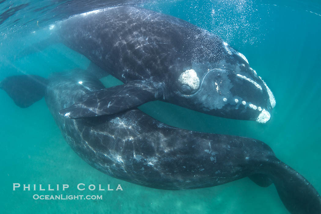 Courting pair of southern right whales underwater, Eubalaena australis. In this image, the male is below and inverted (belly up) and the female is at the surface. While the posture in this photo isn't quite mating, it is a courting behavior that often precedes mating, Eubalaena australis, Puerto Piramides, Chubut, Argentina