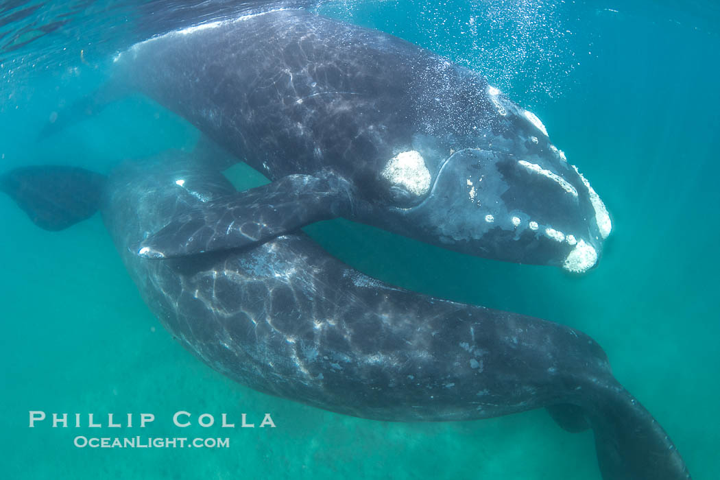 Courting pair of southern right whales underwater, Eubalaena australis. In this image, the male is below and inverted (belly up) and the female is at the surface. While the posture in this photo isn't quite mating, it is a courting behavior that often precedes mating. Puerto Piramides, Chubut, Argentina, Eubalaena australis, natural history stock photograph, photo id 38295