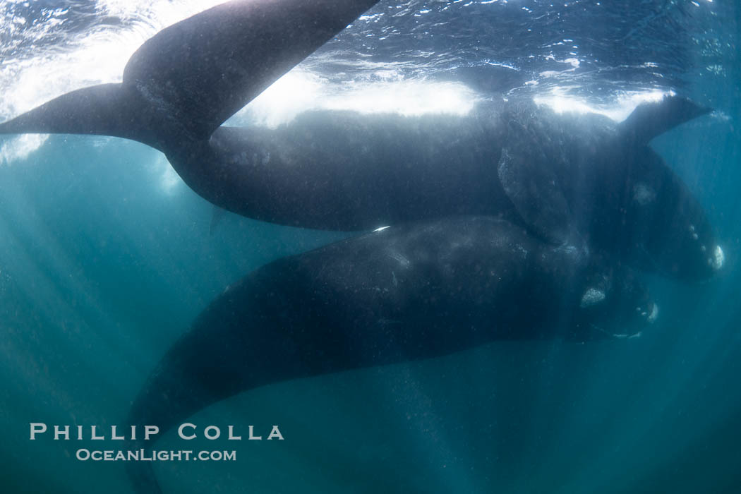 Courting pair of southern right whales underwater, Eubalaena australis. While the posture in this photo isn't quite mating, it is a courting behavior that often precedes mating.  The male is below, upside down and trying to access the female belly-to-belly. However, the female does not want to mate, so she has positioned herself upside down at the surface so that the males in the courting group cannot reach her genital slit, Eubalaena australis, Puerto Piramides, Chubut, Argentina