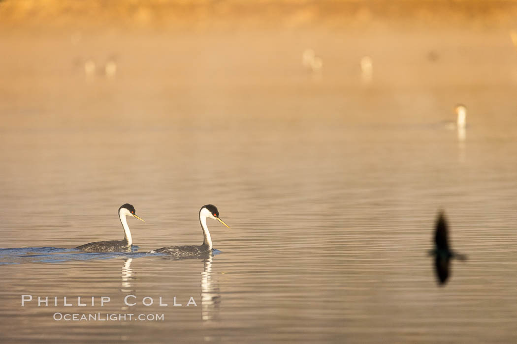 Courting Pair of Western Grebes at Sunrise, mist of Lake Hodges, San Diego. California, USA, Aechmophorus occidentalis, natural history stock photograph, photo id 36777