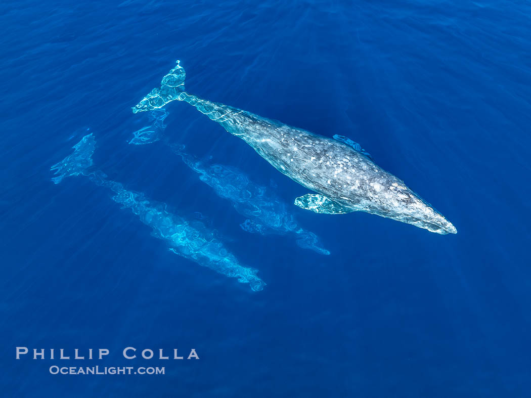 Courting Trio of Gray Whales, Aerial Photo, San Diego. Courtship during the southern migration, far to the north of the Mexican lagoons of Baja California where most gray whale births take place., Eschrichtius robustus, natural history stock photograph, photo id 41516