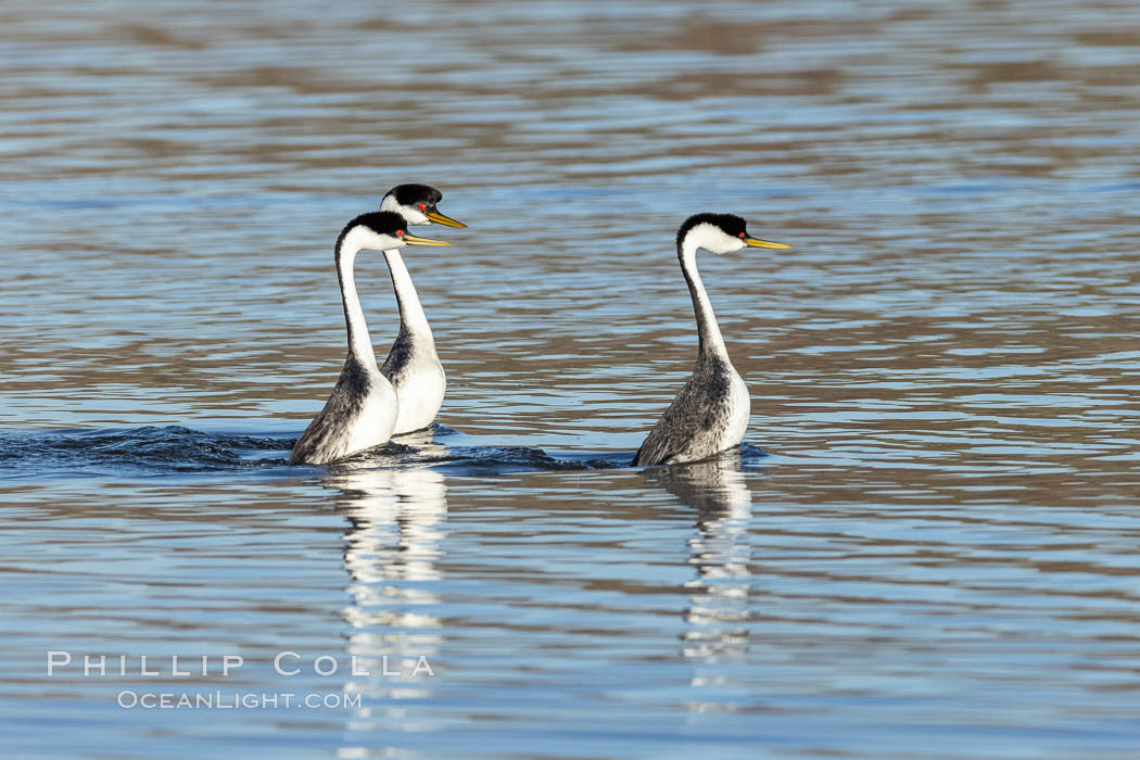 Courting Trio of Western Grebes. Lake Hodges, San Diego, California, USA, Aechmophorus occidentalis, natural history stock photograph, photo id 36780