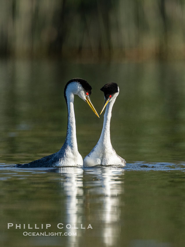 Courting Western Grebes., Aechmophorus occidentalis, natural history stock photograph, photo id 41540