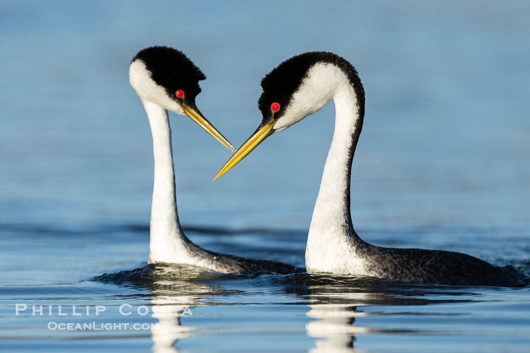 Courting Western Grebes, Aechmophorus occidentalis, Lake Wohlford, Escondido, California Courting Western Grebes, Aechmophorus occidentalis, Lake Wohlford, Escondido, California