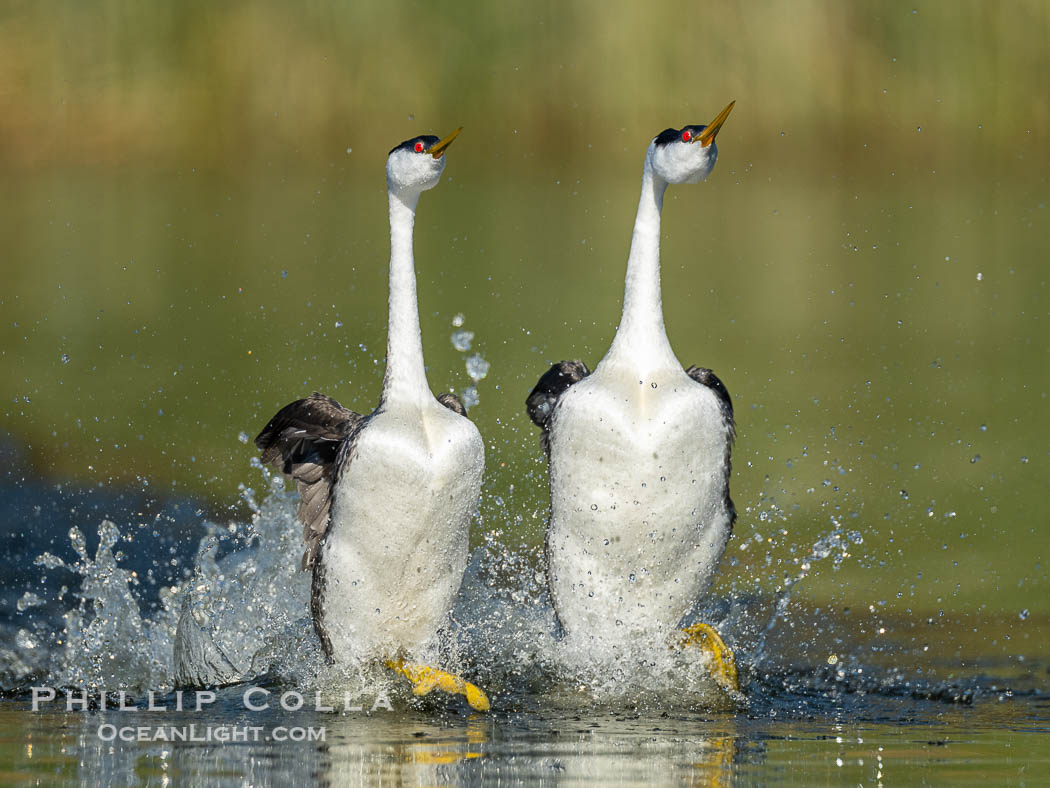 Western Grebes rushing across Lake Wohlford, exhibiting a spectacular courtship behavior in which the aquatic birds literally run across the surface of the water while their feet hit the water up to 20 times per second, Aechmophorus occidentalis, Escondido, California