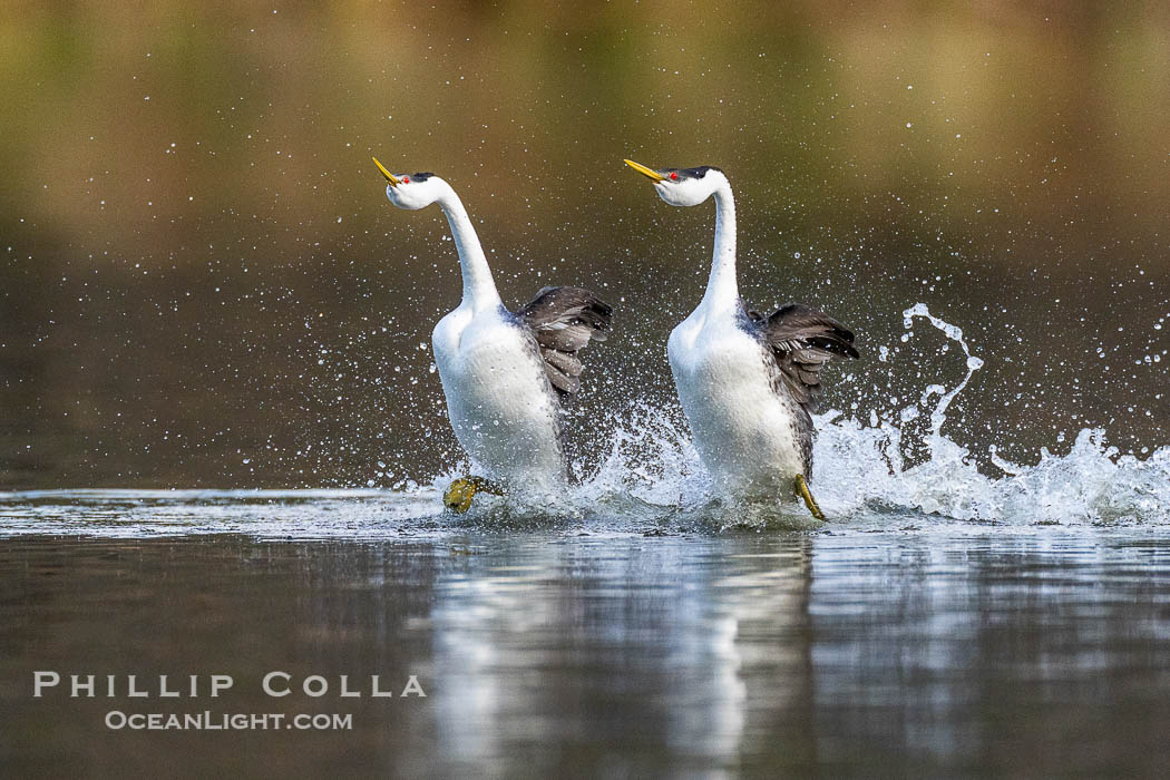 Western Grebe Rushing, Running Across Water, Aechmophorus occidentalis, Lake Wohlford, Escondido, California Western Grebe Rushing, Running Across Water, Aechmophorus occidentalis, Lake Wohlford, Escondido, California
