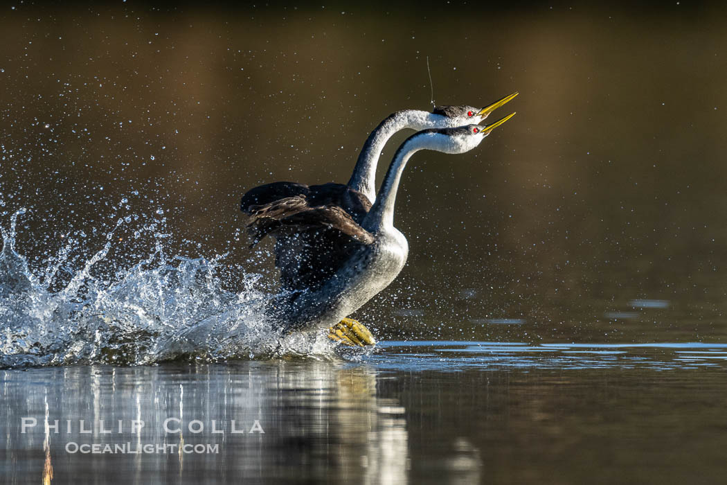Western Grebes rushing across Lake Wohlford, exhibiting a spectacular courtship behavior in which the aquatic birds literally run across the surface of the water while their feet hit the water up to 20 times per second, Aechmophorus occidentalis, Escondido, California Western Grebes rushing across Lake Wohlford, exhibiting a spectacular courtship behavior in which the aquatic birds literally run across the surface of the water while their feet hit the water up to 20 times per second, Aechmophorus occidentalis, Escondido, California