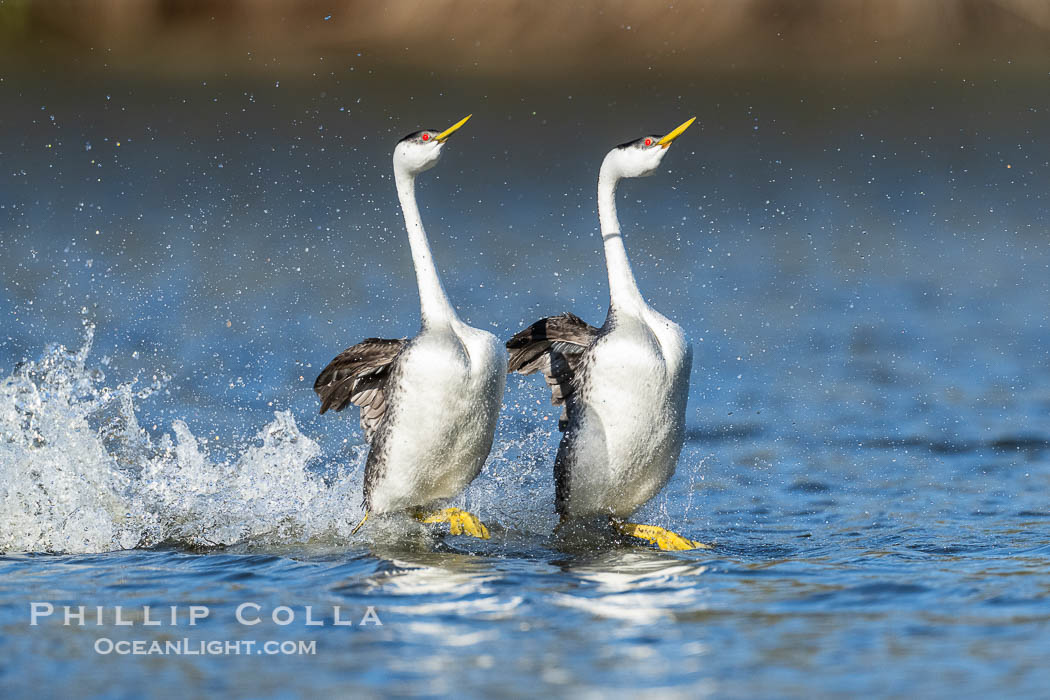 Western Grebes rushing across Lake Wohlford, exhibiting a spectacular courtship behavior in which the aquatic birds literally run across the surface of the water while their feet hit the water up to 20 times per second. Escondido, California, USA, Aechmophorus occidentalis, natural history stock photograph, photo id 40847