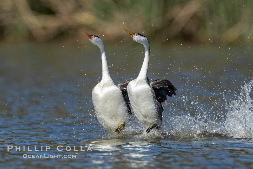 Western Grebe Rushing, Running Across Water. Lake Wohlford, Escondido, California, USA, Aechmophorus occidentalis, natural history stock photograph, photo id 40851