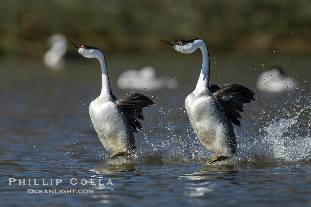 Western Grebes rushing across Lake Wohlford, exhibiting a spectacular courtship behavior in which the aquatic birds literally run across the surface of the water while their feet hit the water up to 20 times per second, Aechmophorus occidentalis, Escondido, California Western Grebes rushing across Lake Wohlford, exhibiting a spectacular courtship behavior in which the aquatic birds literally run across the surface of the water while their feet hit the water up to 20 times per second, Aechmophorus occidentalis, Escondido, California