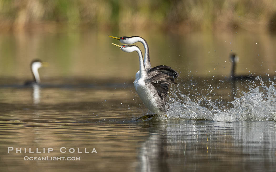 Western Grebes rushing across Lake Wohlford, exhibiting a spectacular courtship behavior in which the aquatic birds literally run across the surface of the water while their feet hit the water up to 20 times per second, Aechmophorus occidentalis, Escondido, California Western Grebes rushing across Lake Wohlford, exhibiting a spectacular courtship behavior in which the aquatic birds literally run across the surface of the water while their feet hit the water up to 20 times per second, Aechmophorus occidentalis, Escondido, California