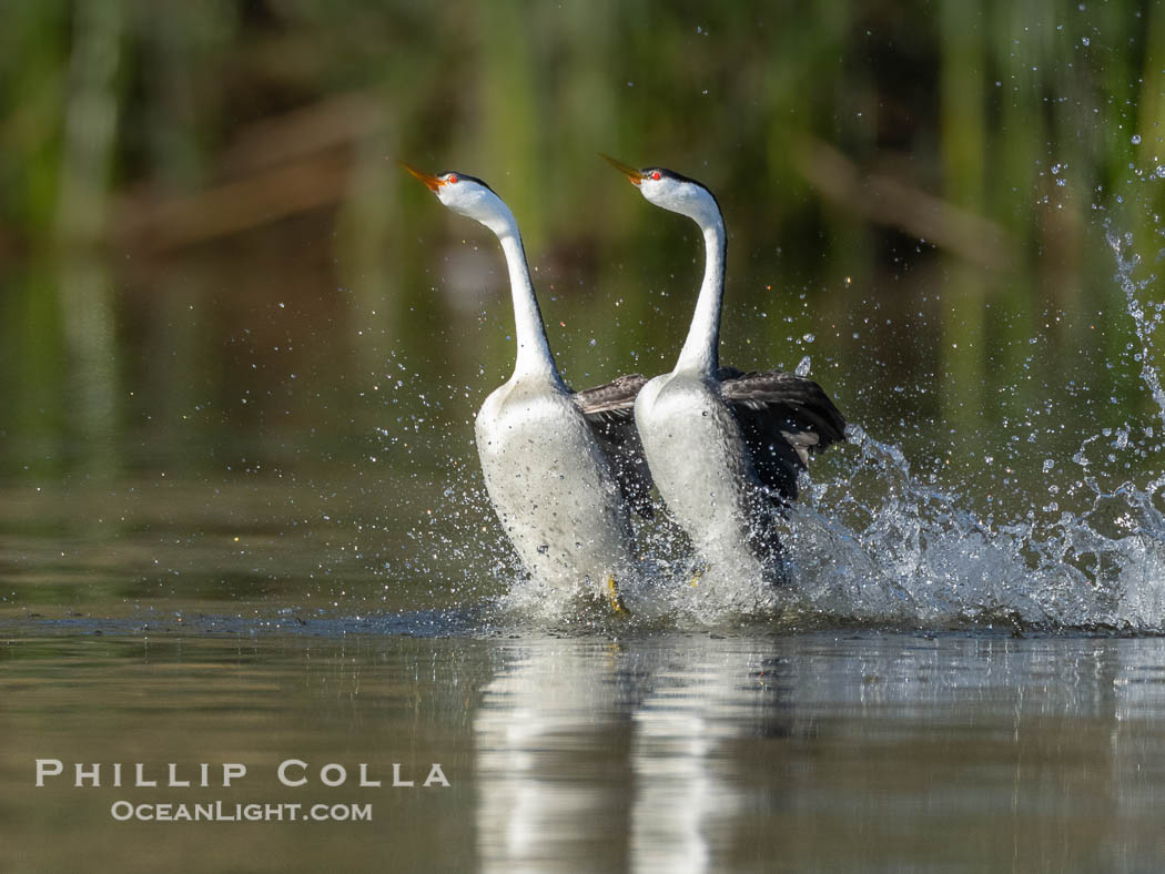 Western Grebes rushing across Lake Wohlford, exhibiting a spectacular courtship behavior in which the aquatic birds literally run across the surface of the water while their feet hit the water up to 20 times per second. Escondido, California, USA, Aechmophorus occidentalis, natural history stock photograph, photo id 40861