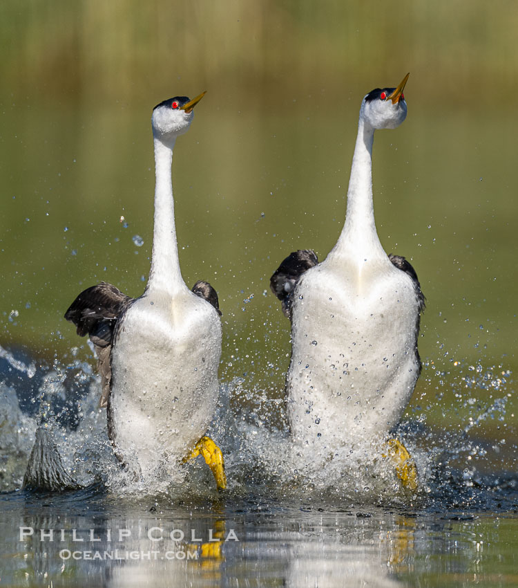 Western Grebes rushing across Lake Wohlford, exhibiting a spectacular courtship behavior in which the aquatic birds literally run across the surface of the water while their feet hit the water up to 20 times per second., Aechmophorus occidentalis, natural history stock photograph, photo id 41537