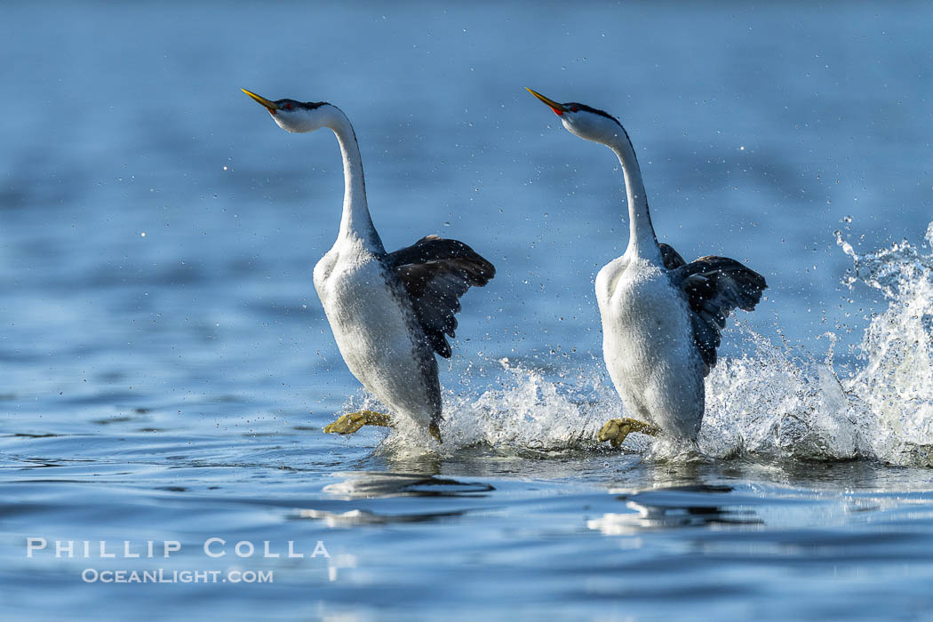 Western Grebes rushing across Lake Wohlford, exhibiting a spectacular courtship behavior in which the aquatic birds literally run across the surface of the water while their feet hit the water up to 20 times per second., Aechmophorus occidentalis, natural history stock photograph, photo id 41541
