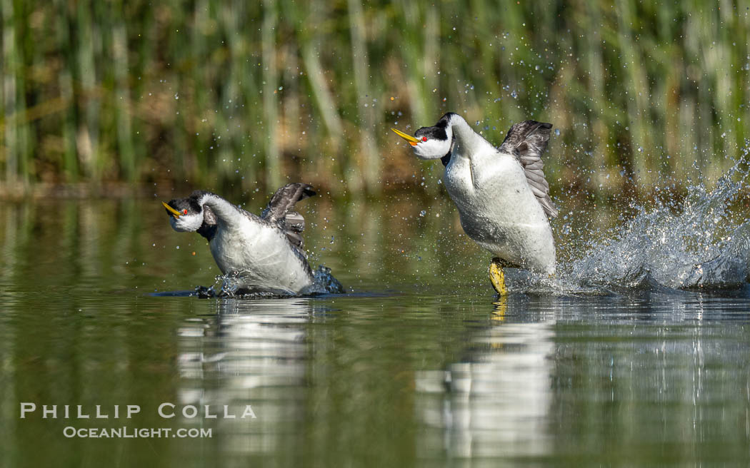 Western Grebes rushing across Lake Wohlford, exhibiting a spectacular courtship behavior in which the aquatic birds literally run across the surface of the water while their feet hit the water up to 20 times per second., Aechmophorus occidentalis, natural history stock photograph, photo id 41545