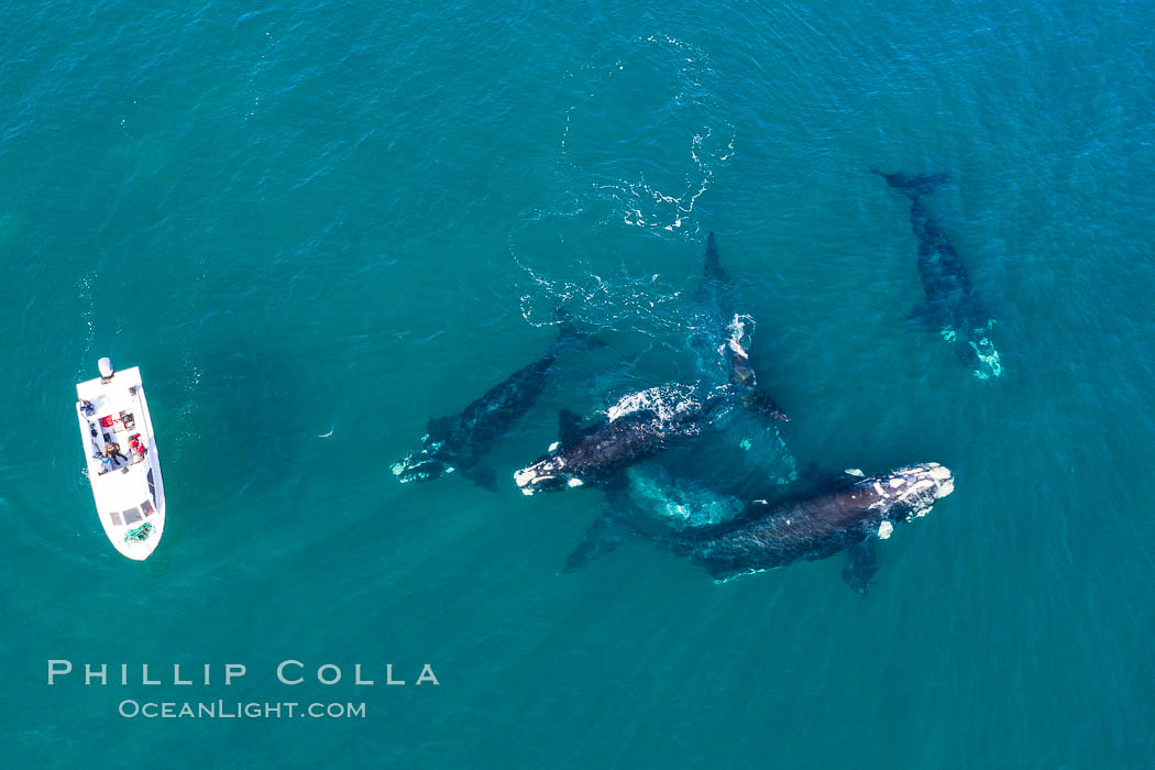Courtship group of six Southern right whales, Eubalaena australis, Argentina. Puerto Piramides, Chubut, Eubalaena australis, natural history stock photograph, photo id 35915