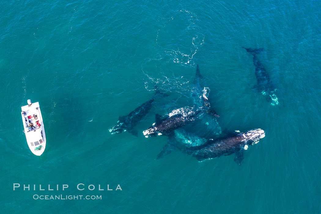 Courtship group of six Southern right whales, Eubalaena australis, Argentina, Eubalaena australis, Puerto Piramides, Chubut