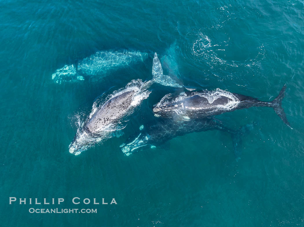 Aerial photo of Courtship / Mating Group of Southern Right Whales at Peninsula Valdes, Argentina. Eubalaena australis. By permission of the Government of Argentina, Chubut, permit # 51 / 2025-SsCyA, Eubalaena australis, Puerto Piramides Aerial photo of Courtship / Mating Group of Southern Right Whales at Peninsula Valdes, Argentina. Eubalaena australis. By permission of the Government of Argentina, Chubut, permit # 51 / 2025-SsCyA, Eubalaena australis, Puerto Piramides