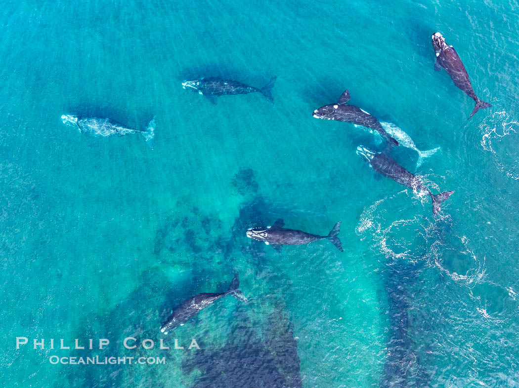 Aerial photo of Eight Southern Right Whales in a large Courtship / Mating Group at Peninsula Valdes, Argentina. Eubalaena australis. By permission of the Government of Argentina, Chubut, permit # 51 / 2025-SsCyA. Puerto Piramides, Eubalaena australis, natural history stock photograph, photo id 41187