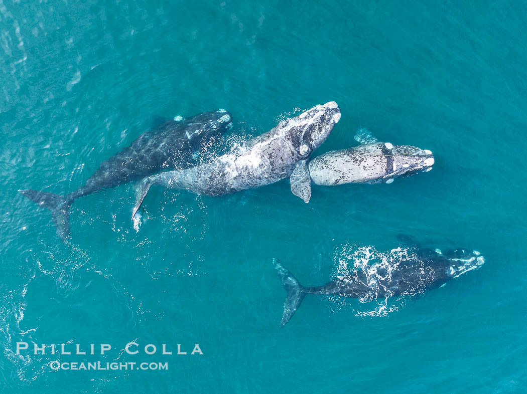 Aerial photo of Courtship / Mating Group of Southern Right Whales at Peninsula Valdes, Argentina. Eubalaena australis. By permission of the Government of Argentina, Chubut, permit # 51 / 2025-SsCyA, Eubalaena australis, Puerto Piramides Aerial photo of Courtship / Mating Group of Southern Right Whales at Peninsula Valdes, Argentina. Eubalaena australis. By permission of the Government of Argentina, Chubut, permit # 51 / 2025-SsCyA, Eubalaena australis, Puerto Piramides