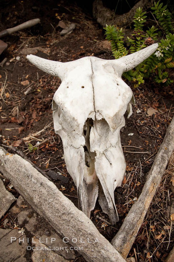 Cow skull. Westpoint Island, Falkland Islands, United Kingdom, natural history stock photograph, photo id 23960