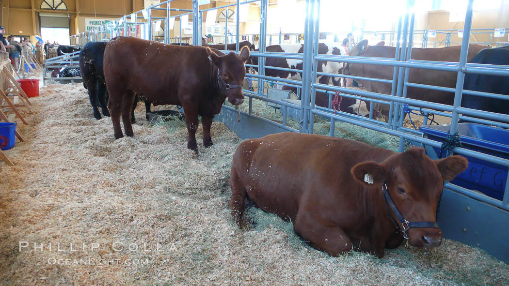 Cows in the livestock barn. Del Mar Fair, California, USA, natural history stock photograph, photo id 20858