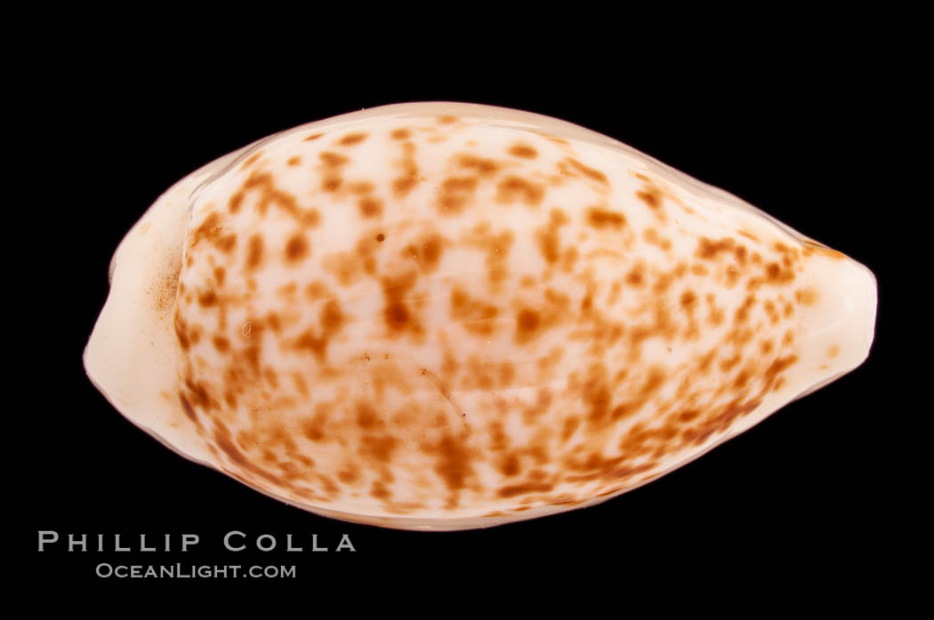 Coxen's Cowrie., Cypraea coxeni, natural history stock photograph, photo id 08470