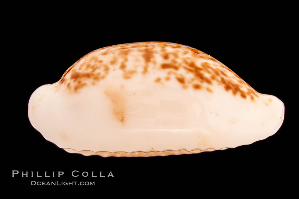 Coxen's Cowrie., Cypraea coxeni, natural history stock photograph, photo id 08472