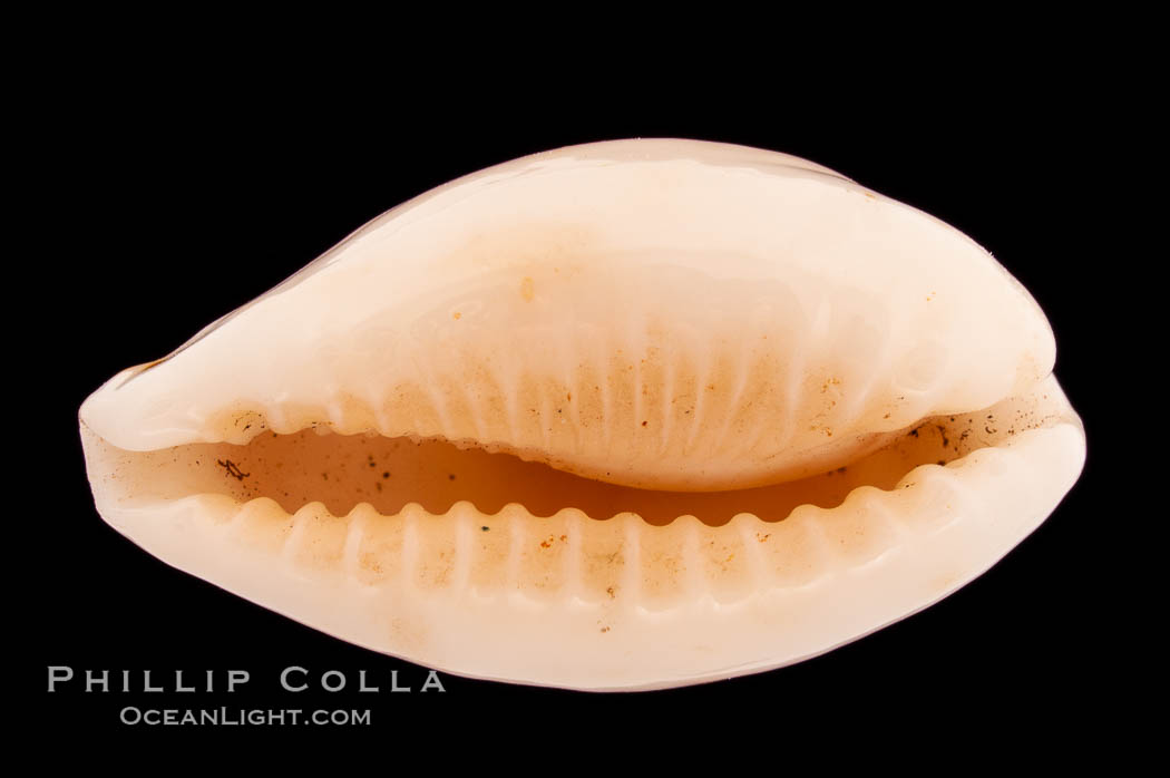 Coxen's Cowrie., Cypraea coxeni, natural history stock photograph, photo id 08471