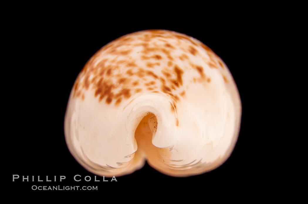 Coxen's Cowrie., Cypraea coxeni, natural history stock photograph, photo id 08473