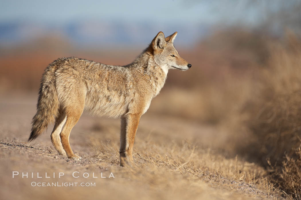 Coyote, pausing to look for prey as it passes through Bosque del Apache National Wildlife Refuge. Socorro, New Mexico, USA, Canis latrans, natural history stock photograph, photo id 22034