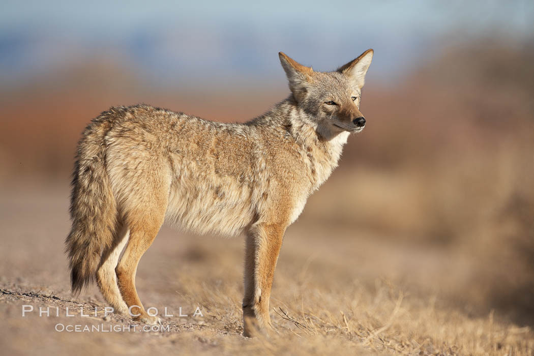 Coyote, pausing to look for prey as it passes through Bosque del Apache National Wildlife Refuge. Socorro, New Mexico, USA, Canis latrans, natural history stock photograph, photo id 21803