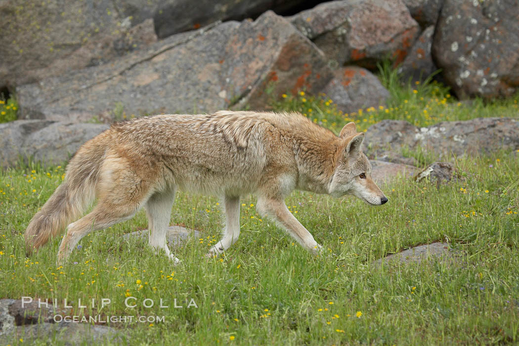 Coyote, Sierra Nevada foothills, Mariposa, California., Canis latrans, natural history stock photograph, photo id 15886