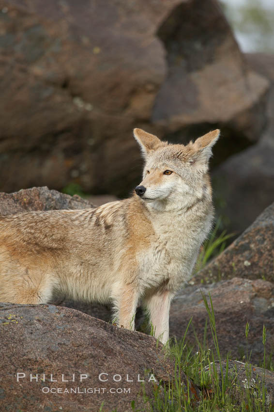 Coyote, Sierra Nevada foothills, Mariposa, California., Canis latrans, natural history stock photograph, photo id 15890