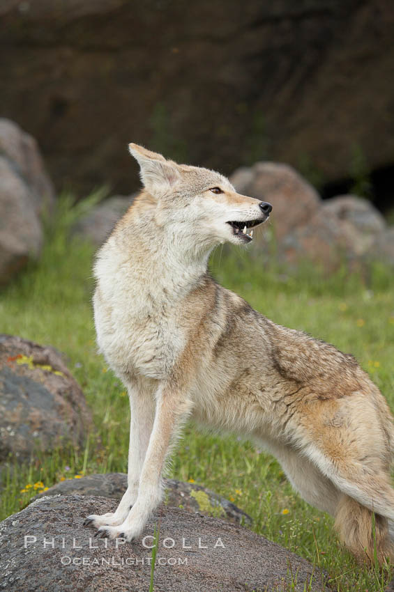 Coyote, Sierra Nevada foothills, Mariposa, California., Canis latrans, natural history stock photograph, photo id 15910
