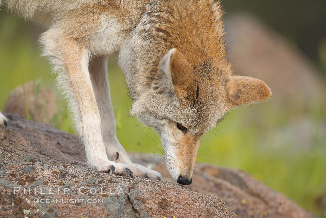Coyote, Sierra Nevada foothills, Mariposa, California., Canis latrans, natural history stock photograph, photo id 15884