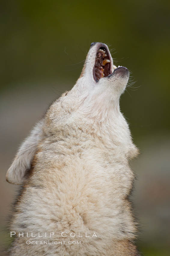 Coyote, Sierra Nevada foothills, Mariposa, California., Canis latrans, natural history stock photograph, photo id 15892