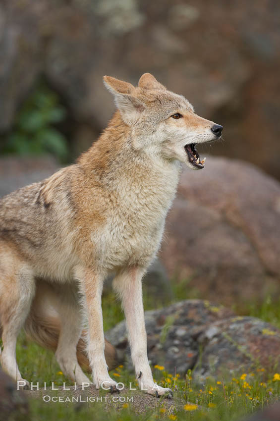 Coyote, Sierra Nevada foothills, Mariposa, California., Canis latrans, natural history stock photograph, photo id 15896