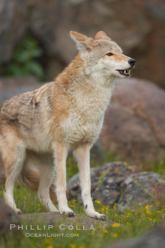 Coyote, Sierra Nevada foothills, Mariposa, California., Canis latrans, natural history stock photograph, photo id 15900
