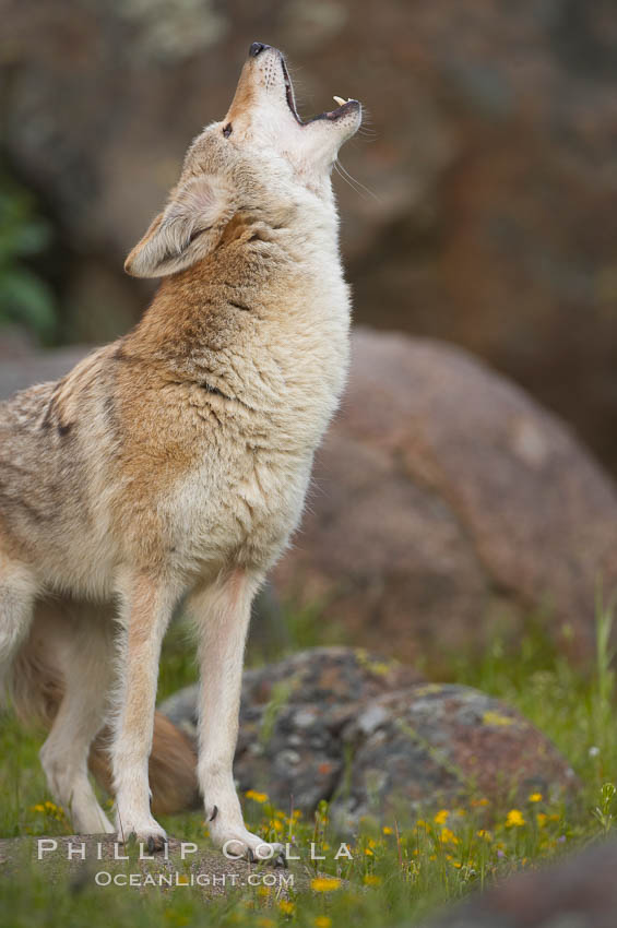 Coyote, Sierra Nevada foothills, Mariposa, California., Canis latrans, natural history stock photograph, photo id 15904