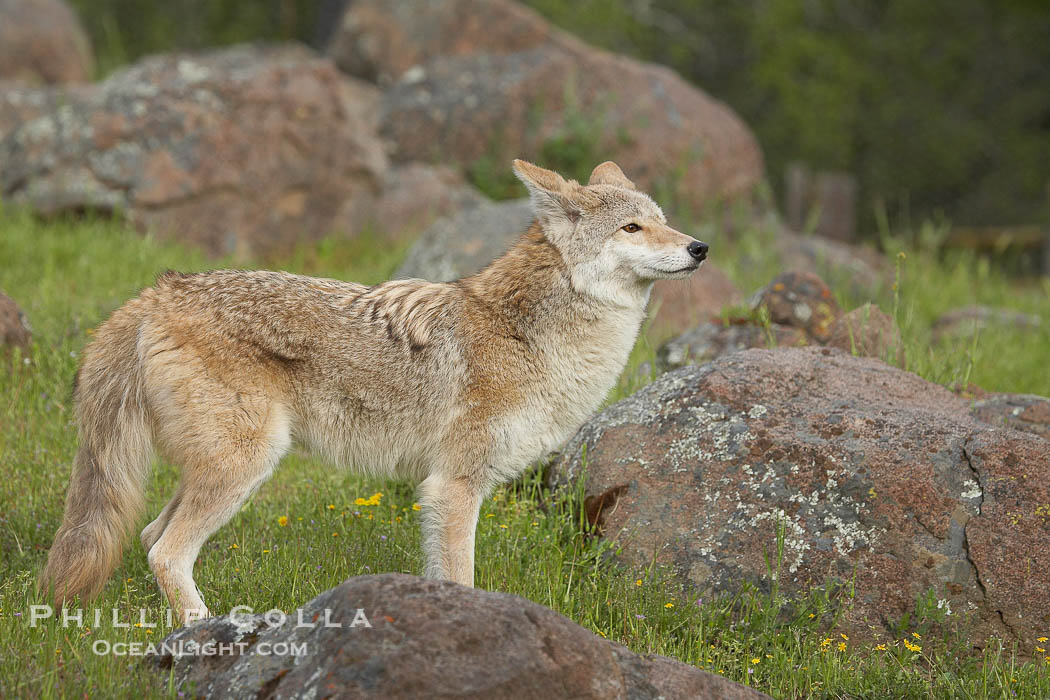 Coyote, Sierra Nevada foothills, Mariposa, California., Canis latrans, natural history stock photograph, photo id 15908