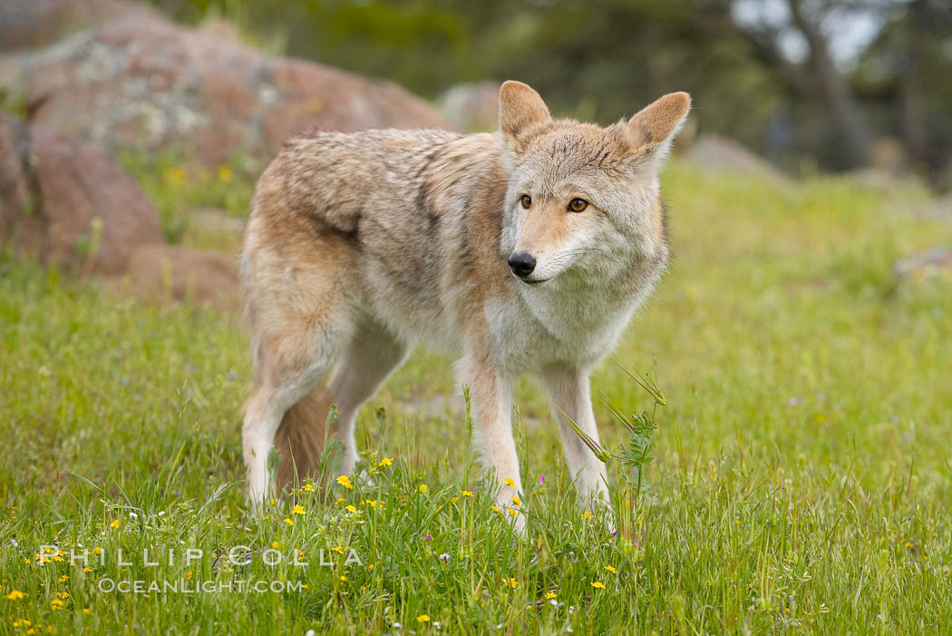 Coyote, Sierra Nevada foothills, Mariposa, California., Canis latrans, natural history stock photograph, photo id 15912