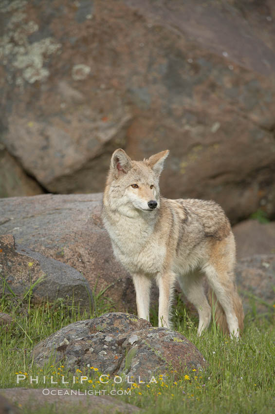 Coyote, Sierra Nevada foothills, Mariposa, California., Canis latrans, natural history stock photograph, photo id 15883