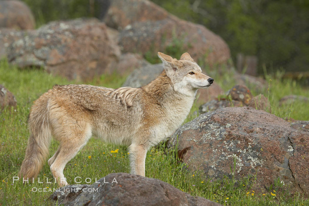 Coyote, Sierra Nevada foothills, Mariposa, California., Canis latrans, natural history stock photograph, photo id 15887