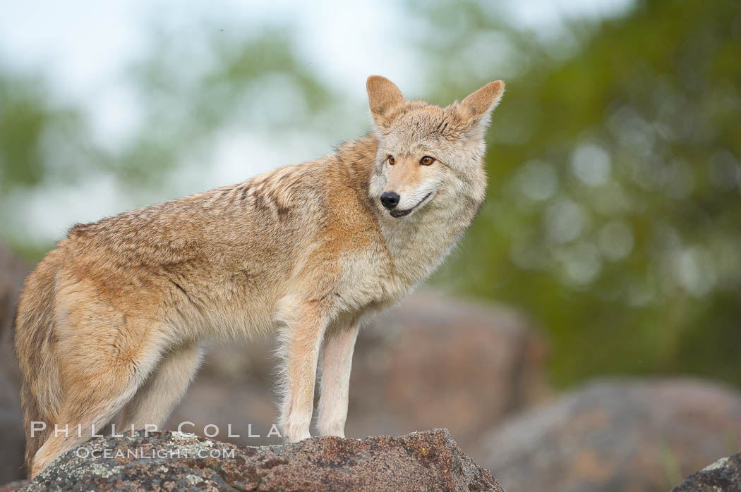 Coyote, Sierra Nevada foothills, Mariposa, California., Canis latrans, natural history stock photograph, photo id 15895