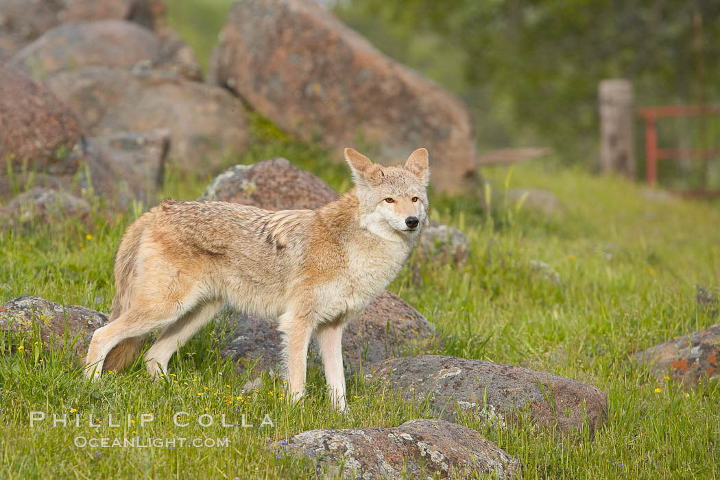 Coyote, Sierra Nevada foothills, Mariposa, California., Canis latrans, natural history stock photograph, photo id 15903