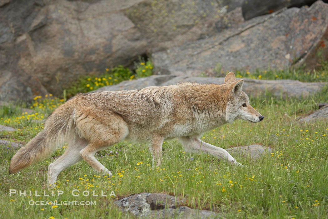 Coyote, Sierra Nevada foothills, Mariposa, California., Canis latrans, natural history stock photograph, photo id 15907